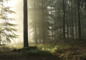 Солнечное утро / Солнечное утро в осеннем лесу.