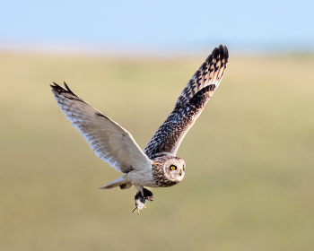 С добычей / Болотная сова
