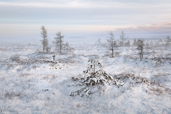 &quot;Болото в зимний период&quot; / Начало зимы на болотах Ленинградской области. Выборгский район