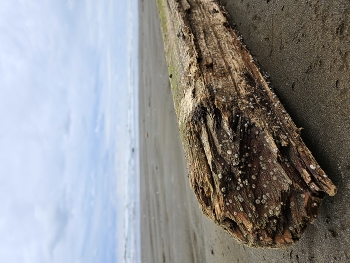 Marine life on land / A part of the world that lived both on land and in the sea, and then returned to land. A journey that changed the original appearance. Like people have their life path.