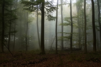 Туман ложится... / Осеннее туманное утро в лесу.