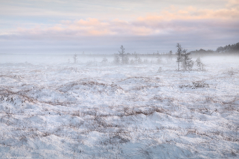 "Заснеженные топи" / Начало зимы на болотах Ленинградской области. Выборгский район