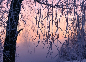 Зимний закат / иней на ветвях
