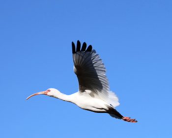 В полёте / ***