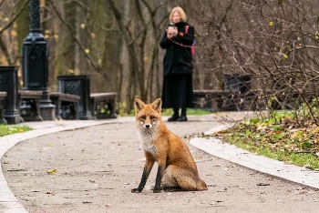 Москва и москвичи. / Молодой дикий лис охотился в московском парке Царицыно.