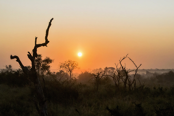 Утро в саванне / Национальный парк Крюгер, ЮАР