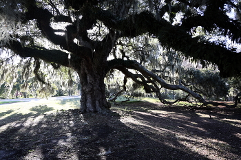 Живая графика / ***