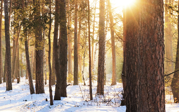 Лес янтарный, солнца свет... / Зима в сосновом бору. Южный Урал