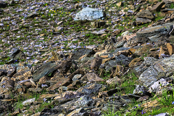 Улары / Кавказ. Архыз. Под перевалом Федосеева