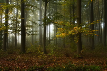&nbsp; / Осеннее утро в лесу