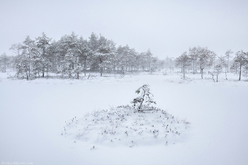 &quot;Кочки под снегом&quot; / Начало зимы на болотах Ленинградской области. Выборгский район
