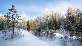 В зимнем лесу / Уральская зима
