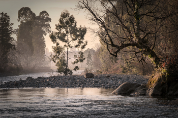 Trees In Chakvistskali River / Река Чаквистскали подсвеченная закатным февральским солнцем