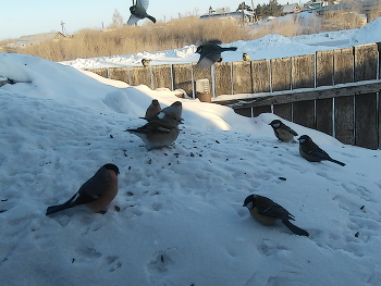птички на кормешке / зима февраль