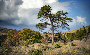 На семи ветрах / Кавказ, высота 2400 м.