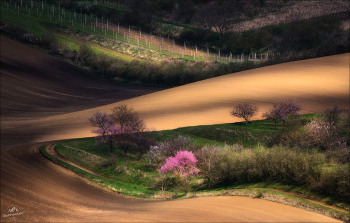 Гармония весны / Чехия, Южная Моравия.
© https://phototravel.pro/phototravel2024/