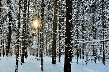 "Глянуло солнце в лесные трущобы ..." / ***