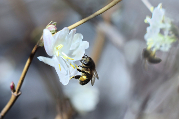 Февральский мёд / В феврале в Крыму цветёт жимолость
