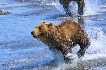 Погоня / Стоя на отмели, увидел взрослого медведя, выдворяющего с рыбного участка молодого конкурента.