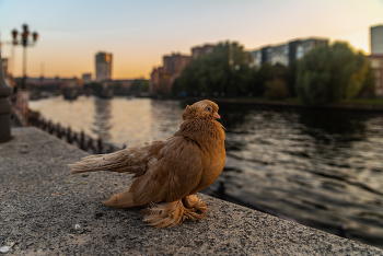 Приголубленный / Птица мира, самый многочисленный представитель пернатых в городской среде, знаменитый курьер — все это про голубя.