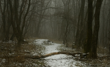Зимний лес / Туманная тропа