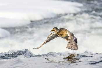 Дикая утка над быстрой рекой / Утка кряква. Россия. Тула. Река Упа.