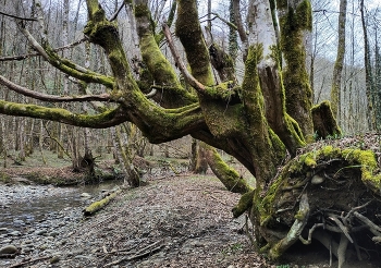 Сказки леса. / ***