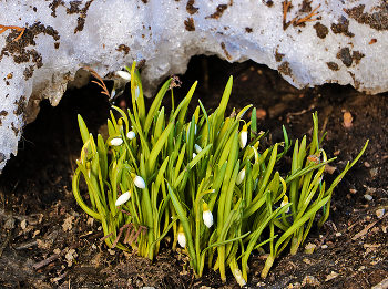 С первым днём весны! / И будут поспешно снега превращаться в ручьи,
И будет трава пробиваться сквозь талые воды,
И будем мы вместе смеяться без всяких причин
Хоть солнце, хоть ливень – и, значит, в любую погоду.

И будет душа расцветать, потому что – весна,
И все мы навечно подвластны законам природы.
И вас не спасет от цветения ни седина,
Ни «ваше богатство» – младые иль зрелые годы.