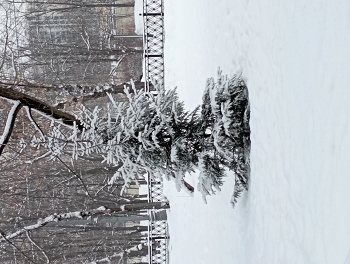 Зима. Городская елка / снято в городе зимой