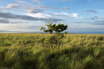 &quot;Травянистые равнины&quot; / Экваториальные саванны острова Сумба. Холмы и склоны покрыты травянистой растительностью, а в долинах растут деревья. Индонезия, конец февраля