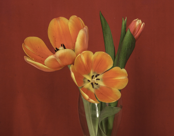 С праздником дорогие женщины! / ***