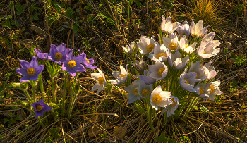 С праздником! / ***