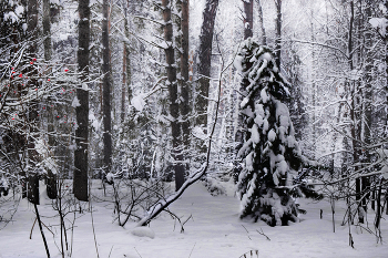 Заснеженный лес / Зимний лес, Новосибирск.