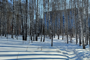 берёзы и тени / природа Кольцово Новосибирской области