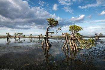 &quot;Танцующие деревья&quot; / Танцующие деревья для фотографов уже стали «визитной карточкой» острова Сумба. Это небольшая группа низкорослых мангров причудливой формы, одиноко растущих в полосе отлива на удалении от берега. Индонезия, февраль месяц