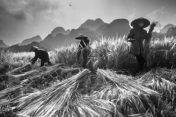Рис и образы Вьетнама. / Фотовыставка художественной фотографии: &quot;Рис и образы Вьетнама&quot;
https://www.youtube.com/watch?v=L4dZBrv0rik&amp;ab_channel=MINSKNEWS