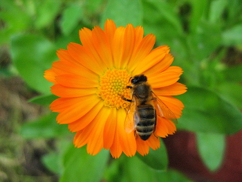 Пчела и календула / Новосибирск.