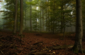 &nbsp; / Утро в осеннем лесу. Восход солнца и уходящий туман.