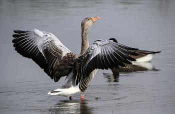 Ах какие пёрышки / ***