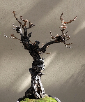 Quercus dentata / 173 года