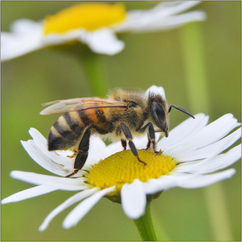 Прилетела. .. и че ? / Как правило, ромашки не являются источником питания для пчел, скорее это место для отдыха.