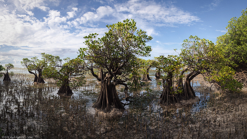 &quot;Мангровая роща &quot; / Пейзаж мангровых зарослей в полосе отлива. Остров Сумба, Индонезия
