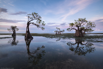&quot;Мангровый пляж после заката&quot; / Танцующие мангровые деревья и их отражения. Индонезия, остров Сумба
