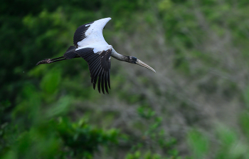 Wood Stork / Panama