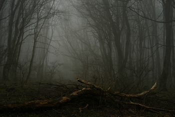 Туманное утро / Весенний лес