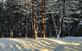 весенние лучи / Новосибирский лес