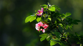Primavera / Дикий шиповник (Rosa canina). Весенний этюд