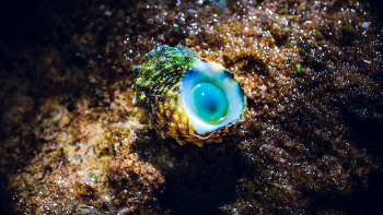 Глаз подводного мира / Глаз подводного мира