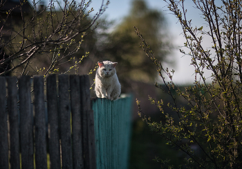 Весенний потрепанный дворовый кот после драки греет рваное ухо на солнышке / Контровый свет. Взгляд строгий, предупреждающий не только мышей.