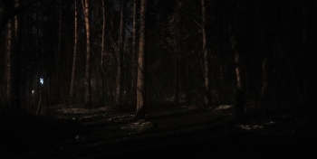 в тёмном тёмном лесу... / дорога в лесу